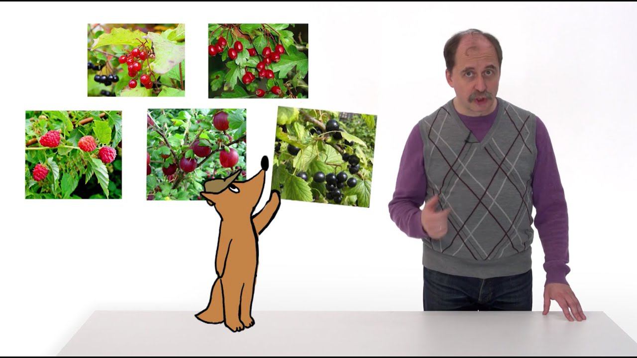 22.3. Цветковые кустарники смотреть онлайн