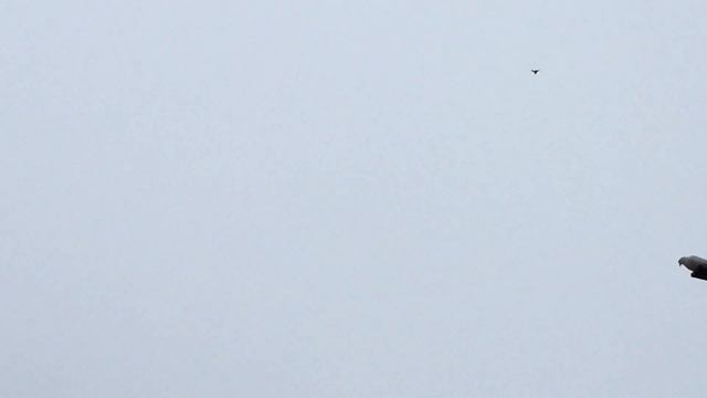 #Pigeon.Возвращахшись,чужих и новых голубей надо проверить потом пустить в голубятни. смотреть онлайн