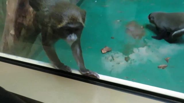 Мартышки бразза и малыши 10.12.2019 смотреть онлайн