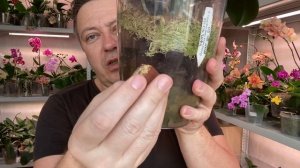 ОРХИДЕИ ПОГУБИТ ГРИБНИЦА и съест корни орхидеи плесень если с ними не бороться