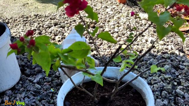 5 simple tips and tricks to Bougainvillea flowering tips|| Effective ways for Bougainvillea to bloo смотреть онлайн