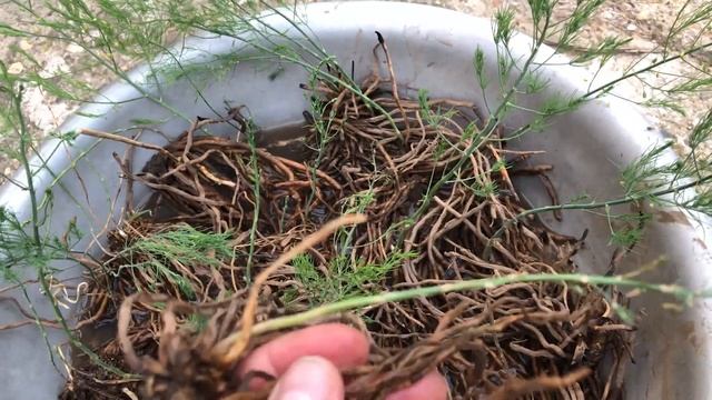 Про ЖИВУЧЕСТЬ спаржи. В каких условиях может выживать растение. смотреть онлайн