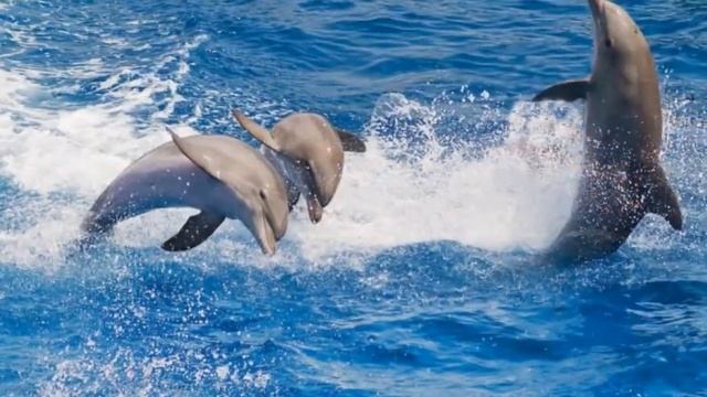 Пение дельфинов Релакс смотреть онлайн