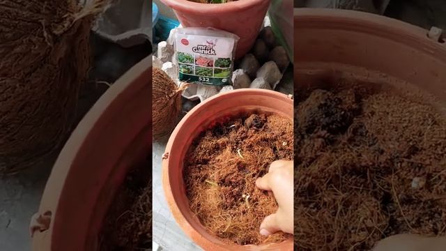 Cara menanam pokok cengkur/kencur смотреть онлайн