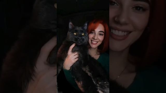 Такиго кота вы ещё не видели ? ¦ Big Cat ¦ Best cube ¦ Animals ¦ Красота животных #cat #black смотреть онлайн