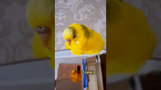 ЖЕЛТОРОТИК ВОРОБЕЙ ПТЕНЕЦ спит комочком ? ПОПУГАИ НА СТОРОЖЕ ? смотреть онлайн