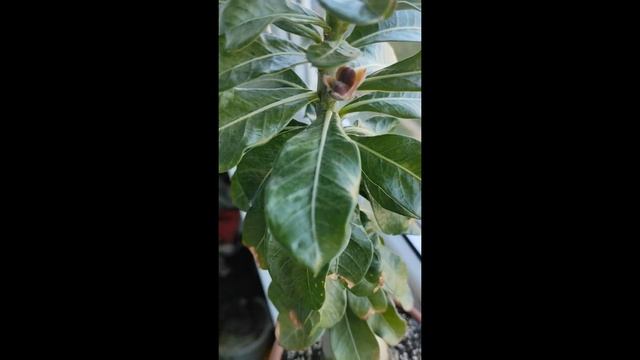 РОЖКИ АДЕНИУМА #адениум #bonsai #adenium смотреть онлайн