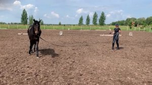 КАК ПРИУЧИТЬ МОЛОДОГО КОНЯ К СЕДЛУ