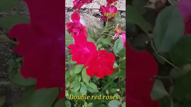 Double red roses смотреть онлайн