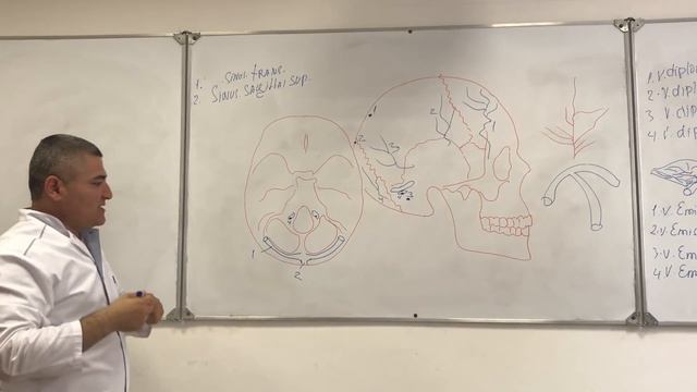 Вены головы и шеи / VENAE CAPITIS ET COLLI