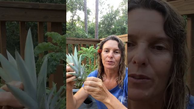 Growing A Pineapple Top смотреть онлайн