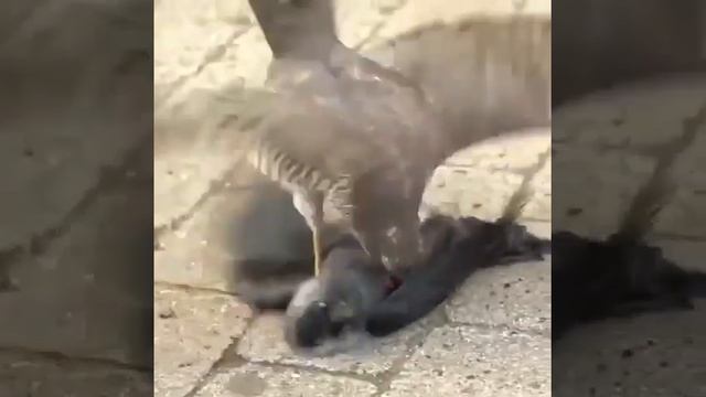 Сокол и ворона.... The falcon and the crow.... смотреть онлайн