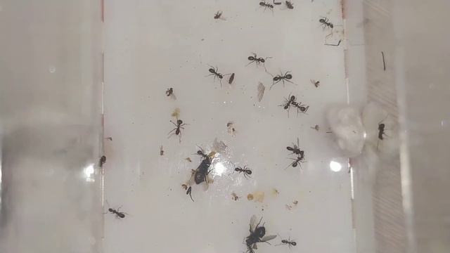 Формика поликтена (Formica polyctena) Колония с нуля. Съели рабочих? Муравьи дома. муравьиная ферма смотреть онлайн