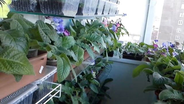 Стрептокарпусы ( обновленные розетки) 09.12.2019. Сорт DS Попугайчик. смотреть онлайн