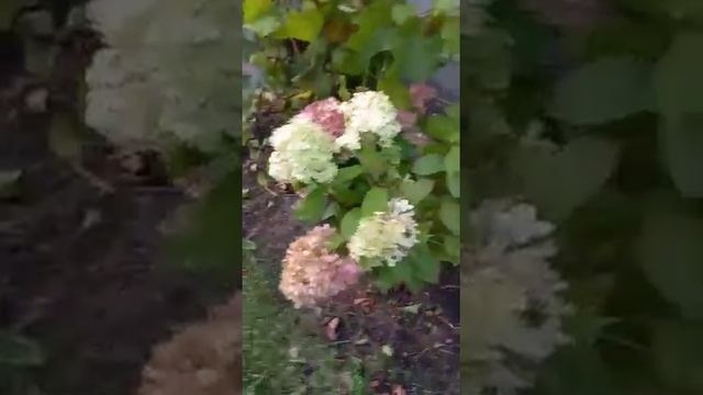 Радость осени...гортензия литл лайм... смотреть онлайн