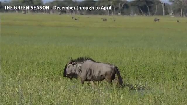 HWANGE -- BIG GAME SAFARI OF CONTRASTS смотреть онлайн