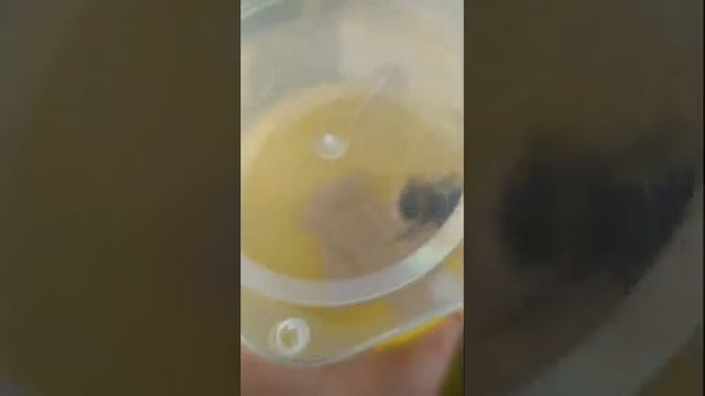 помогаю шмелихе ❤️#dobrosot смотреть онлайн