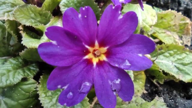 26.03.23. Ранние первоцветы в моем саду смотреть онлайн