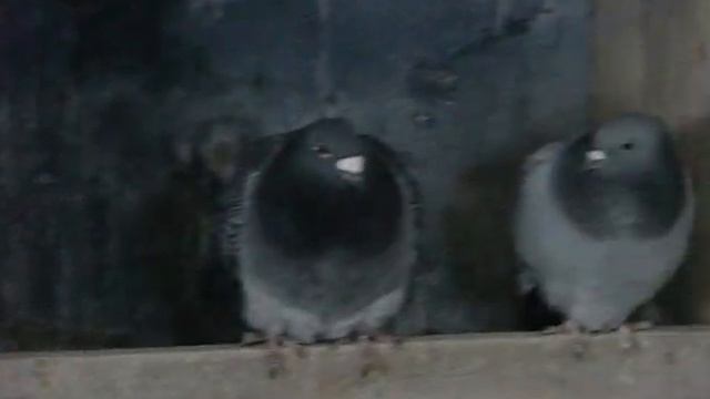 Мои голуби. Зима, Холодно, Арктика! смотреть онлайн