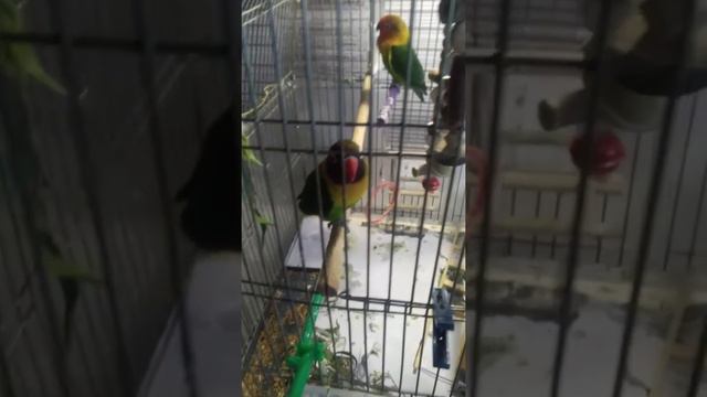 как сделать кашу для попугаев