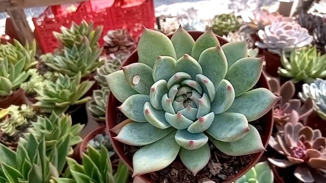 VENDA DE SUCULENTAS 26/01 GIBBIFLORA, HÍBRIDAS E ECHEVERIA. MARIA RITA SUCULENTAS смотреть онлайн