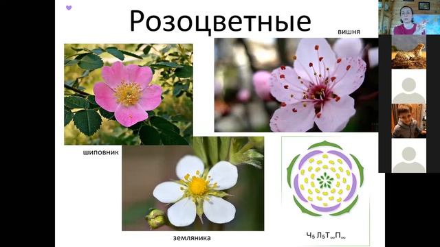 Семейства двудольных: розоцветные, пасленовые, бобовые для 6 класса Филипповской школы смотреть онлайн