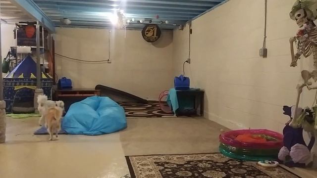 playing chuck and seek in the basement (temp obstacle course til flooding issue is fixed) смотреть онлайн