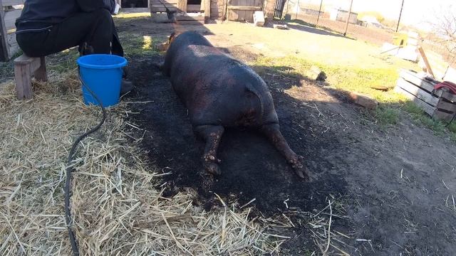 Как забить свинью,Как заколоть свинью,Как обсмалить свинью,Как разделать свинью,Украинское сало,202