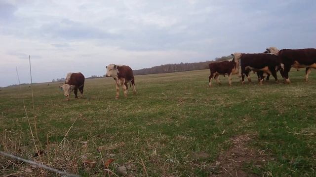 ГОДОВАЛЫЕ БЫЧКИ ГЕРЕФОРДЫ на Пастбище. 23.4.19 #дикфарм #dikfarm смотреть онлайн