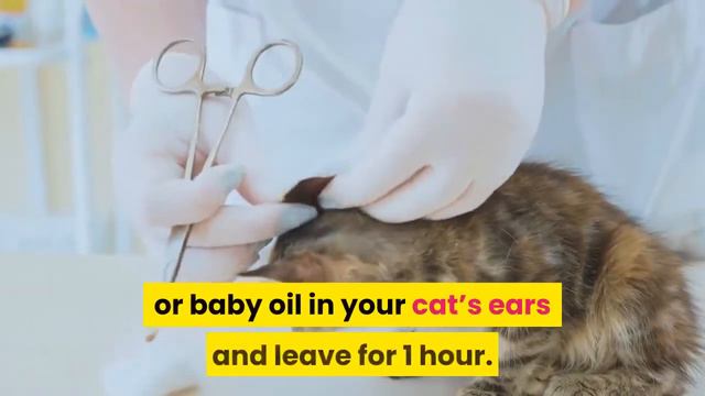How to Get Rid of Ear Mites in Cats смотреть онлайн