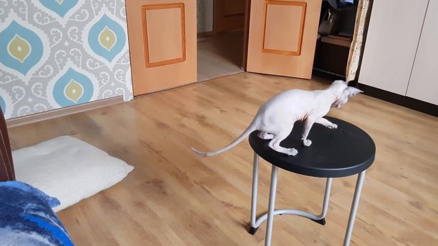 Кошка сфинкс прыгает! смотреть онлайн