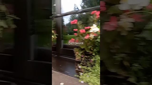 Бегония?+лобелия?Идея оформления в деревянные ящики смотреть онлайн