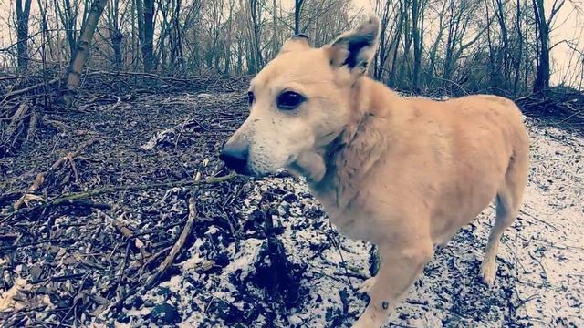 Зима пришла в село/Домашние питомцы/Дикулька и Бакс/Заготовка дров/Жизнь в селе/Зимний покос травы. смотреть онлайн