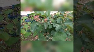 Ирга посадка и уход. Почему иргу нужно посадить в саду.