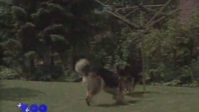 Собаки от А до Я Немецкая овчарка 1999 Уроки и Тренинги @ смотреть онлайн