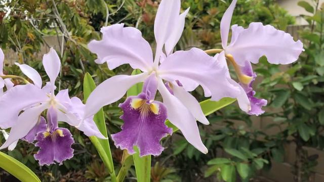 Cali Orchid Hoa Cat Lan - Cattleya warscewiczii var coerulea 'Ituango' смотреть онлайн