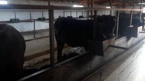 В каком возрасте выгоднее ставить бычков на откорм?! Где и как я закупаю бычков.fattening bulls