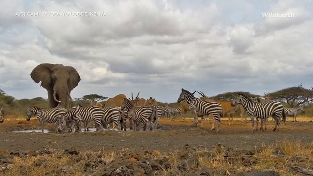 A lovely morning at the waterhole for all! смотреть онлайн