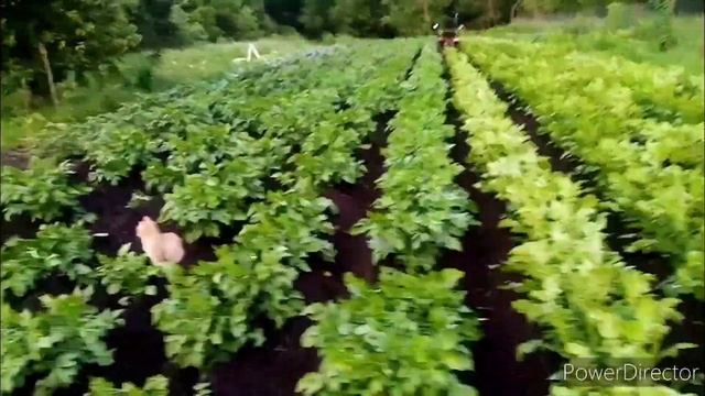 Окучивание картошки минитрактором смотреть онлайн