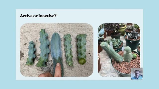 How to Tell If A Cactus Is Psychedelic ?? DoubleBlind смотреть онлайн