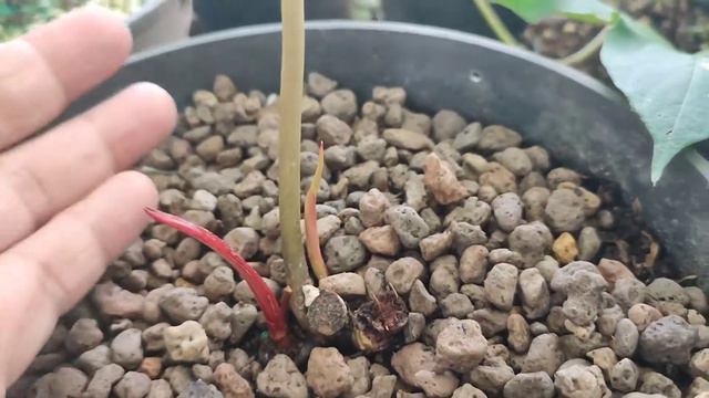 Tác dụng thần kì và minh chứng cụ thể của việc dưỡng rễ cho cây kiểng lá trước khi cắt nhân giống смотреть онлайн