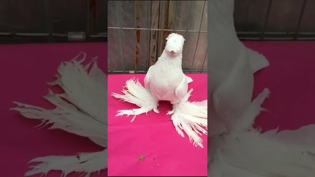 На Это Можно Смотреть Вечно! ( Смотреть до конца ) Узбекские двухчубые голуби. Tauben. Pigeons смотреть онлайн