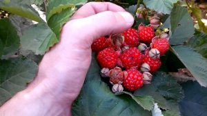 Ежемалина Рэд Даймонд 2020