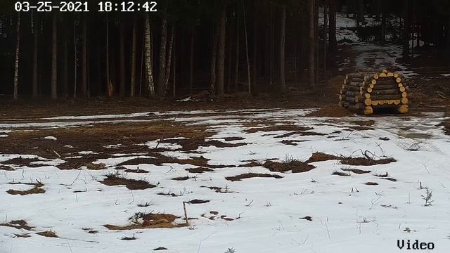 Медведь после зимней спячки. смотреть онлайн