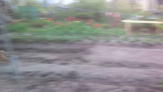 Бенгал и дача смотреть онлайн