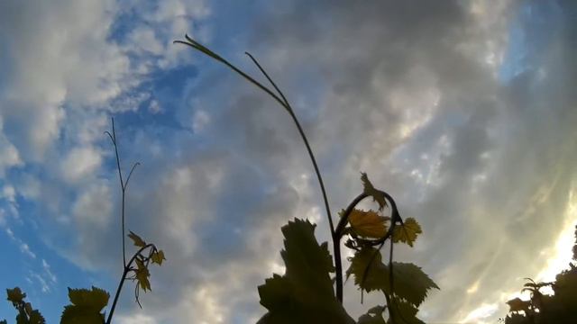 Зачем усик на винограде смотреть онлайн