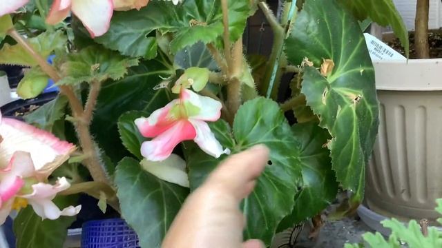 玫瑰花海棠 Bouton De Rose Begonia Care смотреть онлайн