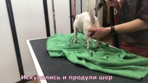 Экспресс линька для собак, как делается в зоосалоне, видео. Уроки груминга. Зоосалон у Мишки.