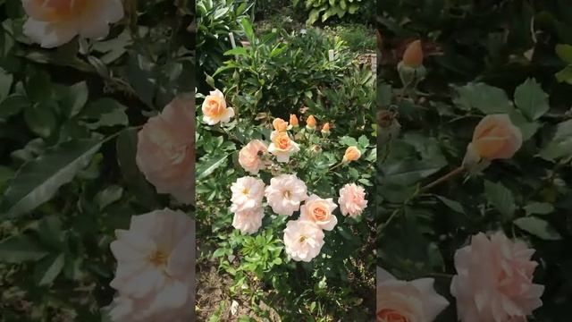 Роза Шлос Ойтин Сладкий мёд смотреть онлайн