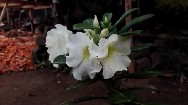 Adenium blanca #adenium #rosadeldesierto #desertrose #flower #garden #bonsai #white #color #home смотреть онлайн